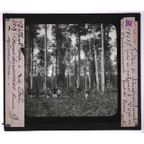 La Forêt. Notions élémentaires de sylviculture. Futaie de chênes. Peuplement pur et uniforme à l'état de coupe d'ensemencement. Forêt de Bercé (Sarthe).