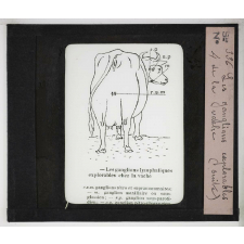 Les Principaux caractères permettant d'appriécier la viande saine. Les ganglions explorables de la vache.