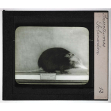 Insectivores & chéiroptères. Solenodon.