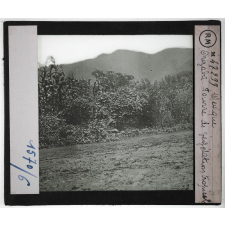 Mexique. Orizaba. Fourré de végétation tropicale.