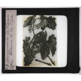 Les Maladies cryptogamiques de la vigne. Oïdium de la vigne.