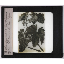 Les Maladies cryptogamiques de la vigne. Oïdium de la vigne.