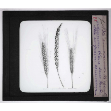 Les Plantes de grande culture. Blé amidonnier. Blé épeautre ordinaire blanc sans barbe. Blé engrain commun.