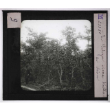 Forêts de France. Feuillus et résineux. En Sologne. Vieux taillis de chêne.