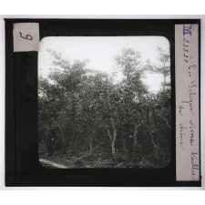 Forêts de France. Feuillus et résineux. En Sologne. Vieux taillis de chêne.