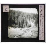 Forêts de France. Feuillus et résineux. Les sources du Doubs à Mouthe. Sapinière communale n°2.