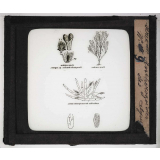 Microscope. Anthérozoïdes des algues.