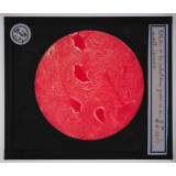 Digestion et circulation. Cellules de la substance grise de la moelle épinière.