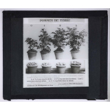 Nitrate de soude. Pommes de terre.