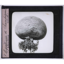 La Vie des champignons. Mycelium de Champignon. Scleroderme vénéneux.
