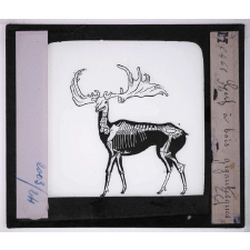Les Animaux disparus. Cerf à bois gigantesques.