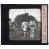 Roumanie. Plaine roumaine, chariot à bœufs et paysan roumain.