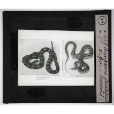 Morsures de serpents venimeux. Bungarus faciatus. Vipère ruselii.