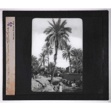 Culture des plantes. Un coin du vieux Biskra.