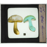 Notions élémentaires sur les champignons comestibles et vénéneux. Bolet bleuissant.