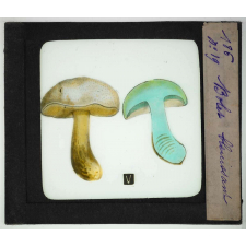 Notions élémentaires sur les champignons comestibles et vénéneux. Bolet bleuissant.