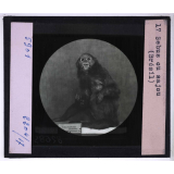 Singes et lémuriens. Sebus ou sajou (Brésil).
