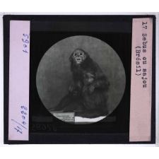 Singes et lémuriens. Sebus ou sajou (Brésil).