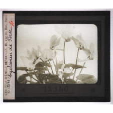 La Culture des plantes d'appartement. Cyclamen de Perse.