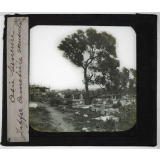 Asie mineure. Jaffa cimetière musulman.