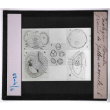 Biologie florale. Grains de pollen et ovule.