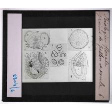 Biologie florale. Grains de pollen et ovule.
