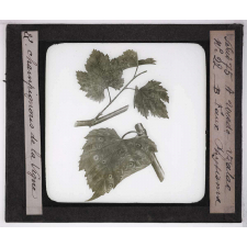Les Maladies cryptogamiques de la vigne. A - Uredo vialae, B - Faux phytisma.
