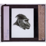 L'Expression des émotions chez les animaux et chez l'homme. Cynopithecus niger exprimant sa satisfaction.