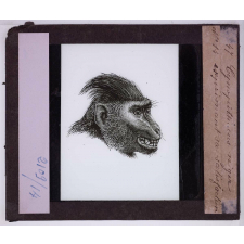 L'Expression des émotions chez les animaux et chez l'homme. Cynopithecus niger exprimant sa satisfaction.