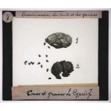 Dissémination des fruits et des graines. Cônes et graines de Cyprès.