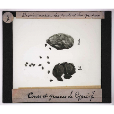 Dissémination des fruits et des graines. Cônes et graines de Cyprès.