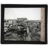 Algérie. Série II. L'oeuvre française. Troupeau de bœufs pour l'engrais.
