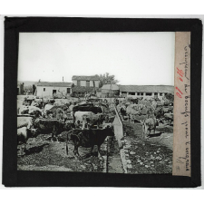 Algérie. Série II. L'oeuvre française. Troupeau de bœufs pour l'engrais.