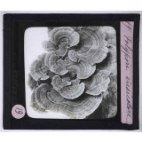 La Vie des champignons. Polypore versicolore.