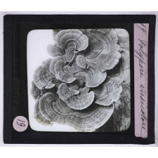 La Vie des champignons. Polypore versicolore.