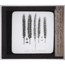Les Plantes de grande culture. Blé hybride Dattel. Blé Chinddam de mars. Blé Chiddam d'automne à épi rouge. 