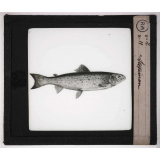 Les Poissons. Saumon.