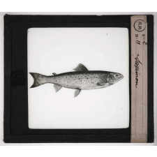 Les Poissons. Saumon.