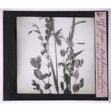 La Vie grimpante chez les plantes. Gesse aphaca fixée à des graminées.