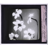 L'Art à l'école, décoration par les fleurs de printemps. Narcisse des poètes, narcisse blanc.