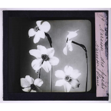 L'Art à l'école, décoration par les fleurs de printemps. Narcisse des poètes, narcisse blanc.