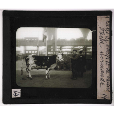 Les Races bovines. Vache normande.