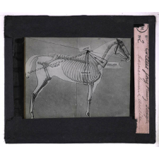 La Force animale à travers les âges. Collier, Joug, Timon, Sangle. Harnachement ancien.