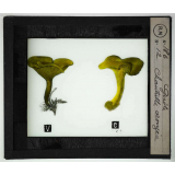 Notions élémentaires sur les champignons comestibles et vénéneux. Girole, chanterelle orangée.