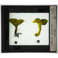 Notions élémentaires sur les champignons comestibles et vénéneux. Girole, chanterelle orangée.