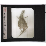 Les Adaptations au vol chez les animaux. Dragon volant.