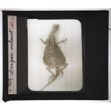 Les Adaptations au vol chez les animaux. Dragon volant.