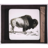 Bêtes de somme. Bison.