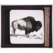 Bêtes de somme. Bison.