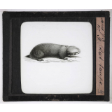 Les Rongeurs. Rat taupe.